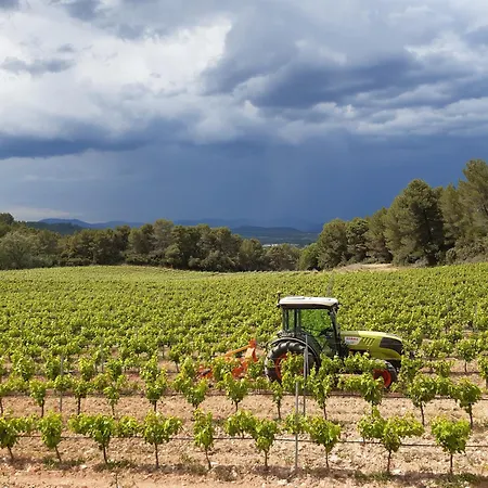 Sur Un Domaine Viticole En Agriculture Biologique